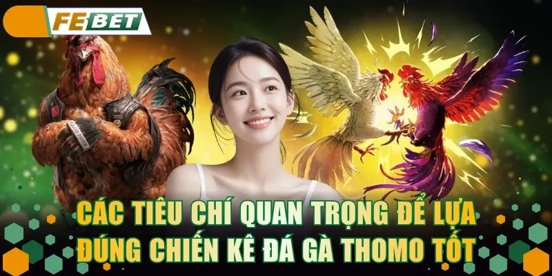Các tiêu chí quan trọng để lựa đúng chiến kê đá gà Thomo tốt