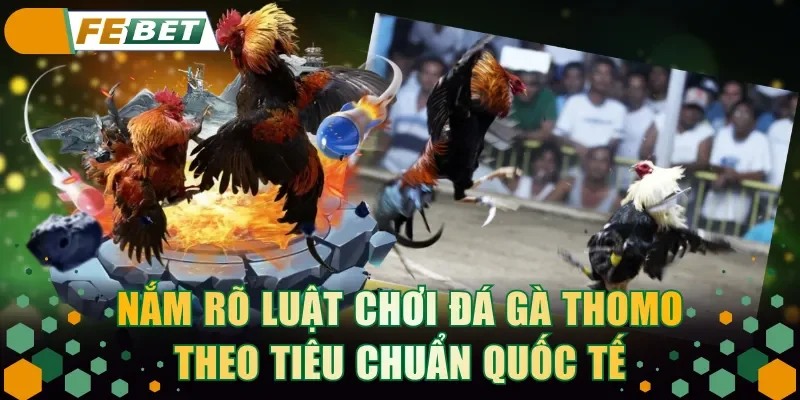 Nắm rõ luật chơi đá gà Thomo theo tiêu chuẩn quốc tế