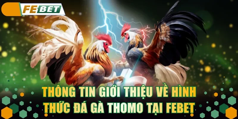 Thông tin giới thiệu về hình thức đá gà thomo tại FEBET